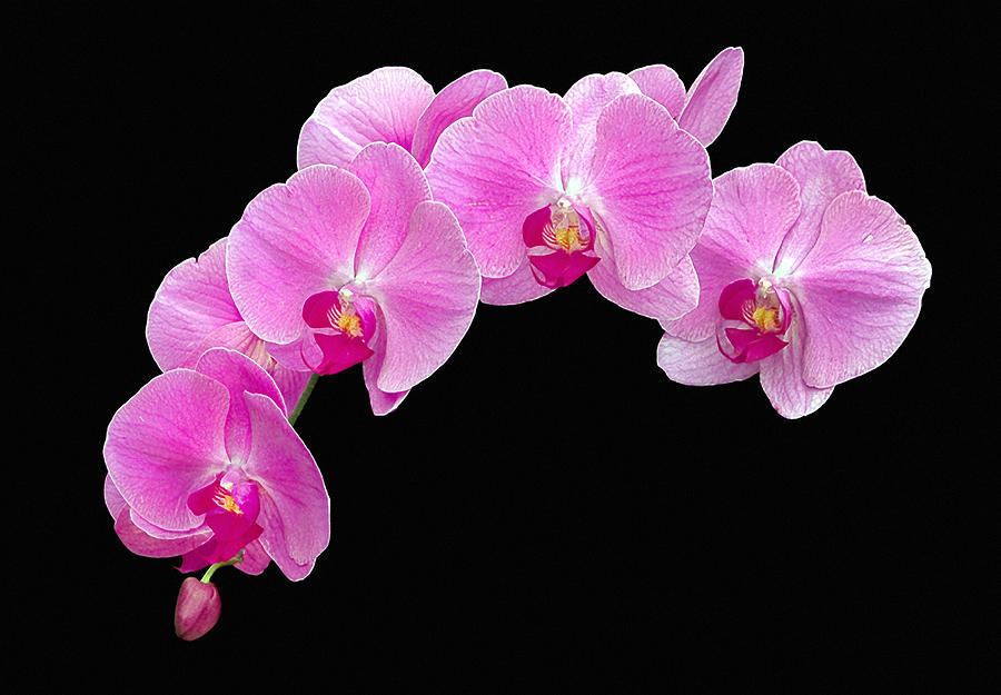ランの花